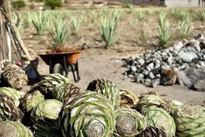 Palenque de Mezcal