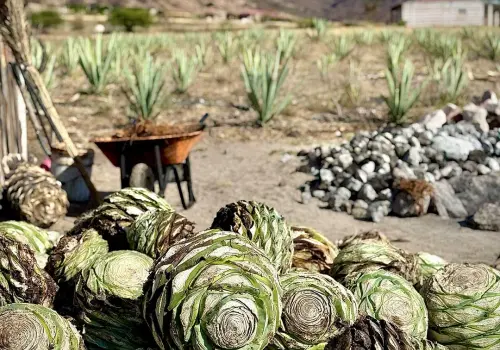 Palenque de Mezcal
