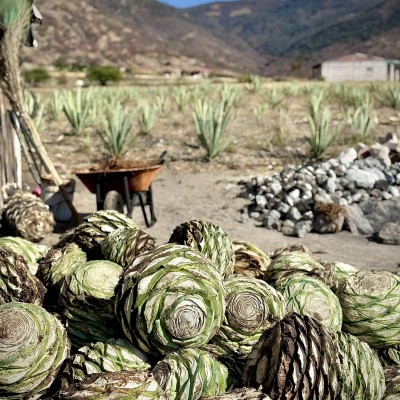 Foto de la galería